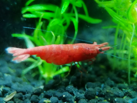 aquariophile Tombouille