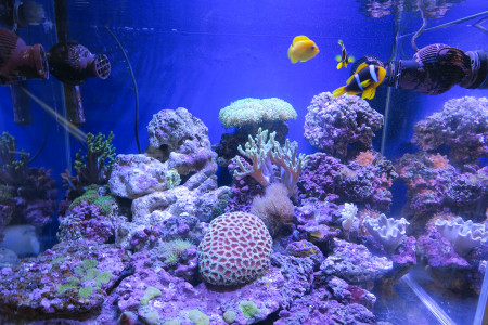 aquariophile younic56