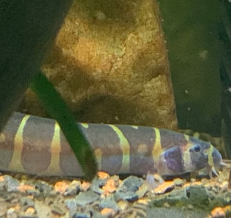 aquariophile Leo37100