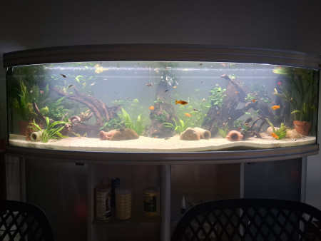 aquariophile Momo24
