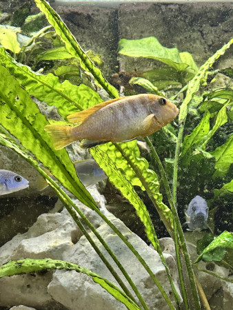 aquariophile Alexismalawi
