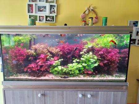 aquariophile aquagilles72