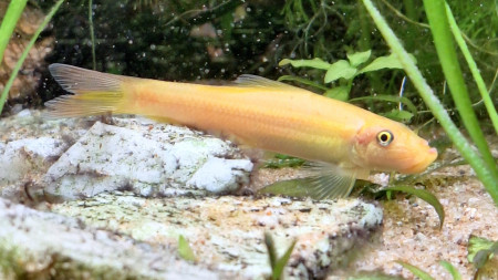 gyrinocheilus aymonieri
