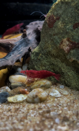aquariophile Aqua.tetra