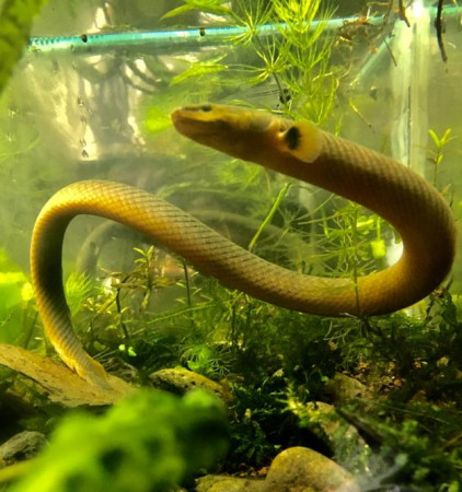 aquariophile afterpredator