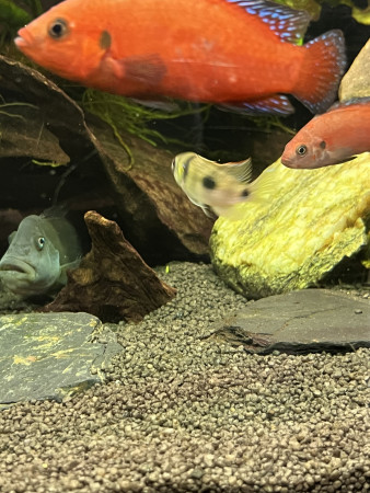 aquariophile Julio13