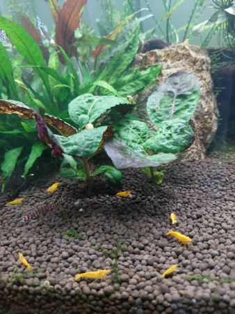 aquariophile ganou3113