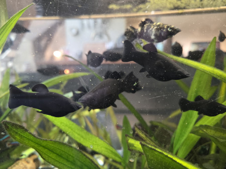 aquariophile CarolineA