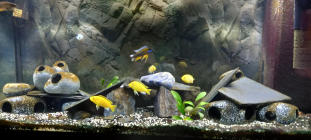 aquariophile Zambla