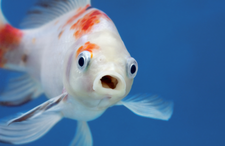 aquariophile fuffythefish