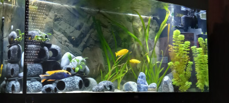 aquariophile Zambla