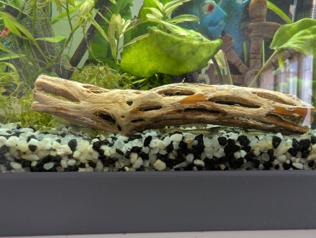 aquariophile remitedi