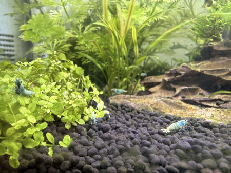 aquariophile Mac95
