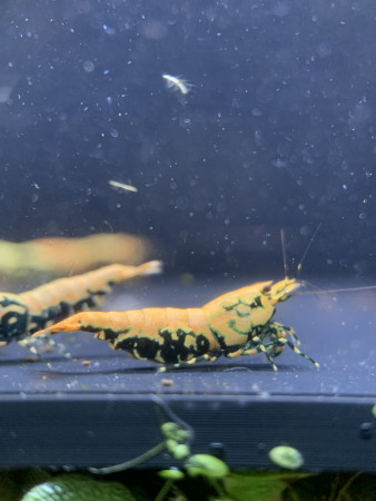 aquariophile lucas_shrimps