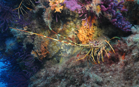 aquariophile flo91