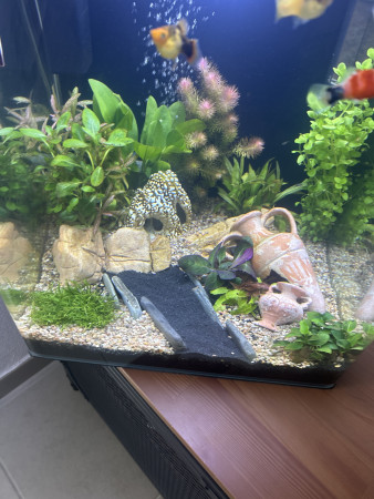 aquariophile Teophile34