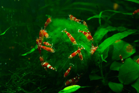 aquariophile palooo