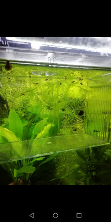 aquariophile FloJuju