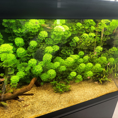 aquariophile maillardm