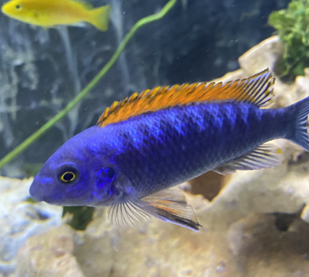 aquariophile laurent123