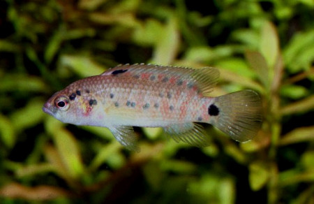 badis assamensis