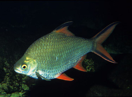 barbonymus schwanenfeldii