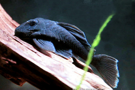 baryancistrus beggini