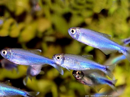 boehlkea fredcochui