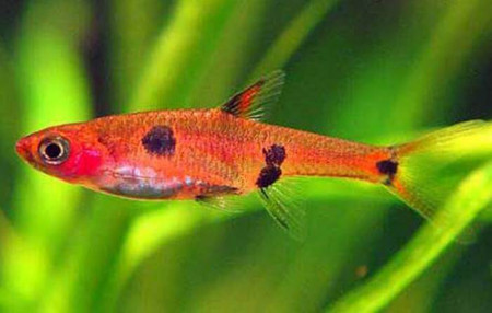 boraras maculatus