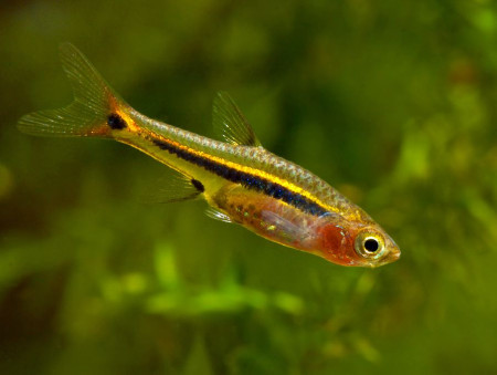 boraras urophthalmoides