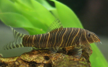 botia striata