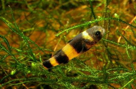 brachygobius xanthozonus