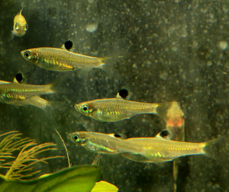 brevibora dorsiocellata
