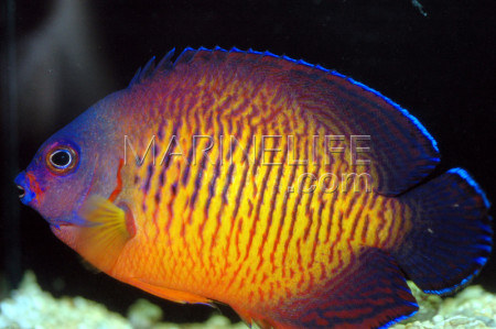 centropyge bispinosa