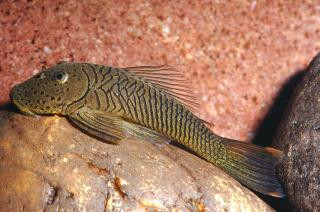 chaetostoma formosae