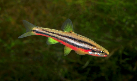 chrosomus erythrogaster