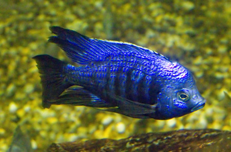 copadichromis azureus