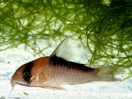 corydoras adolfoi