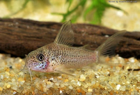 corydoras albolineatus