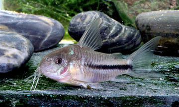 corydoras baderi