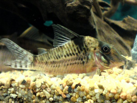corydoras blochi