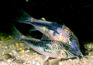 corydoras coriatae