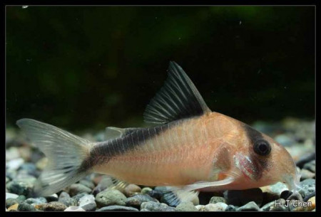 corydoras davidsandsi