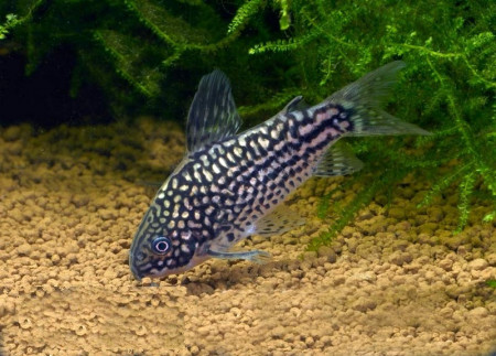 corydoras elegans
