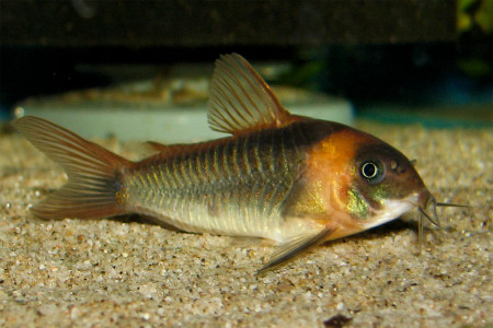 corydoras eques