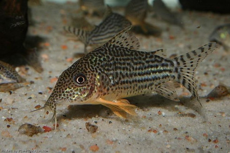 corydoras haraldschultzi