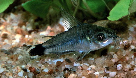 corydoras hastatus