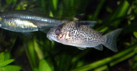 corydoras leucomelas