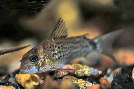 corydoras osteocarus