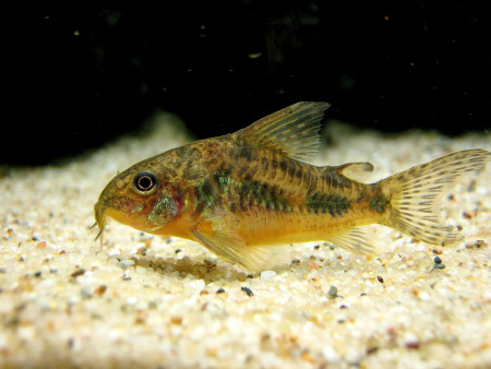 corydoras paleatus
